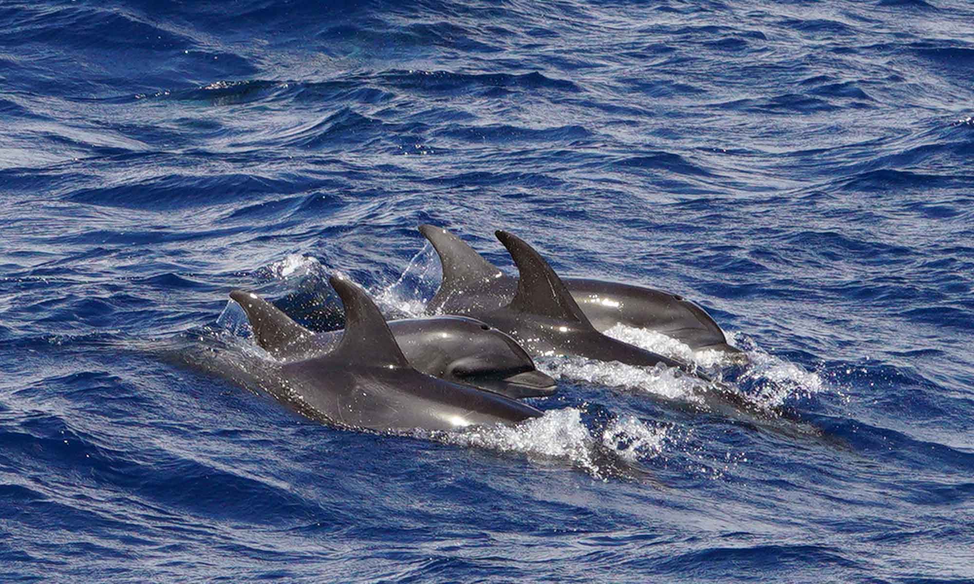 Bottlenose dolphins were commonly seen on dolphin and whale watching trips from Funchal.