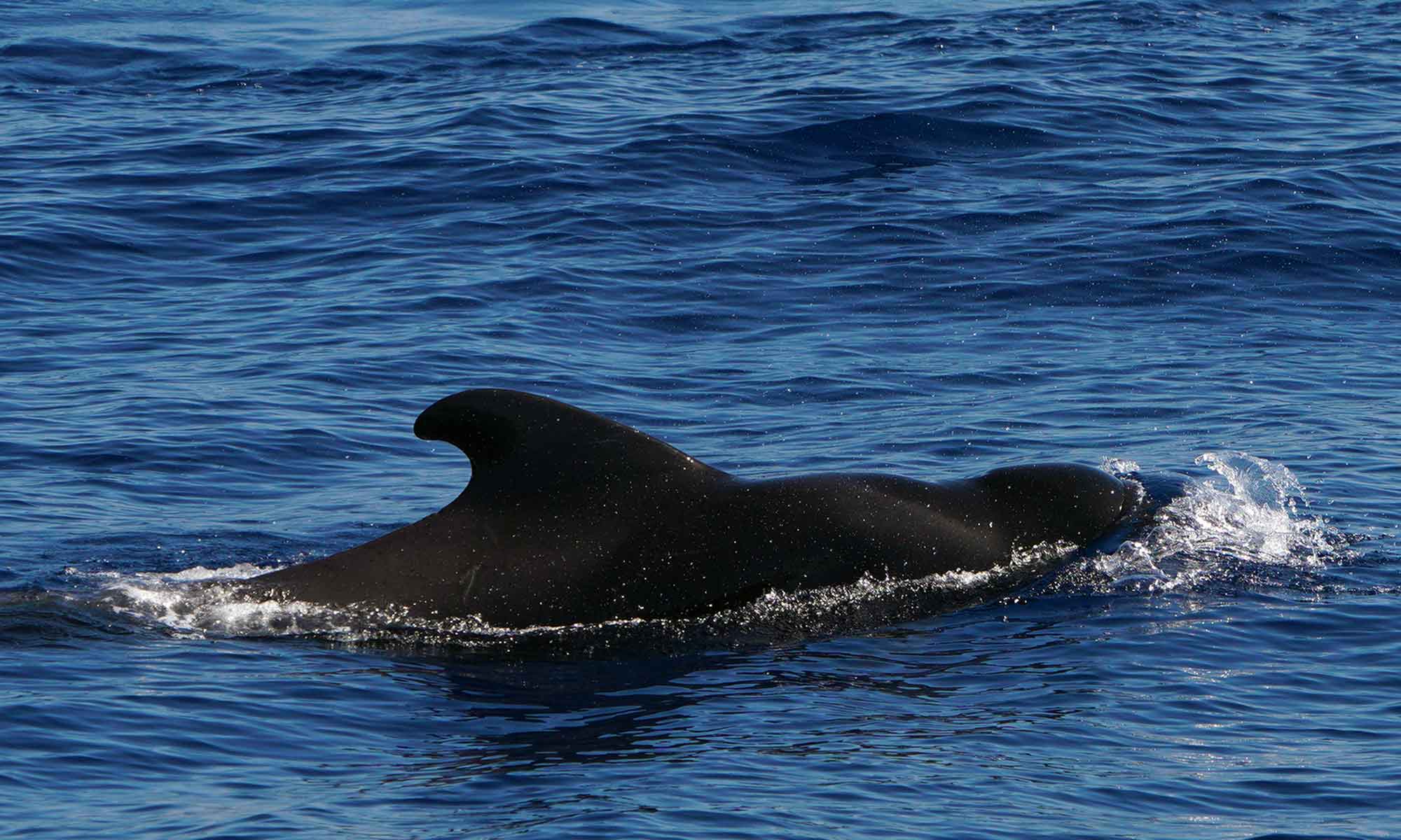 Pilot whales were abundant during the month of September 2023.