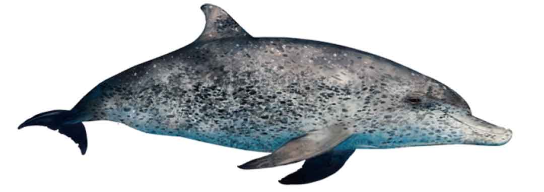 Information on the Atlantic Spotted dolphins that are seasonally abundant around the island of Madeira.