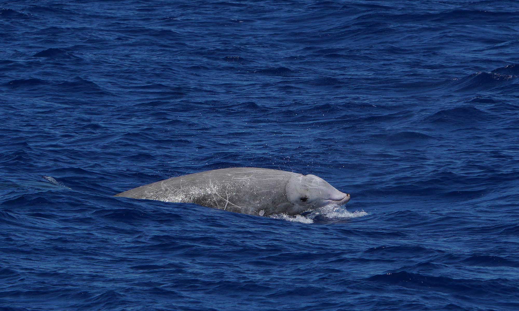 Cuvier's Beaked whales were one of the species we encountered during August 2023.
