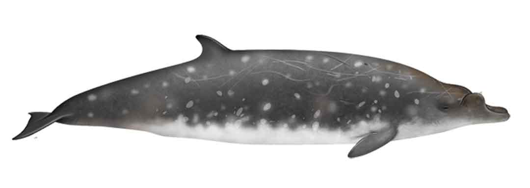 The Blainville's Beaked whale is the most frequently sighted beaked whale species in Madeira.