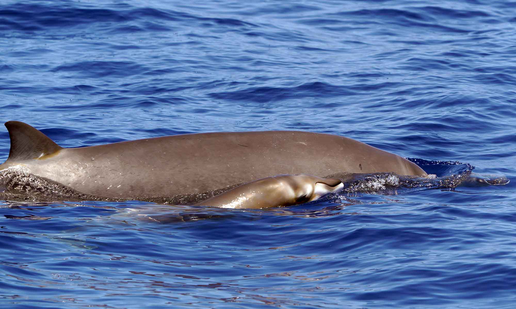Blainville's Beaked whales are a rare species of deep diving whale seen during the summer months in Madeira.
