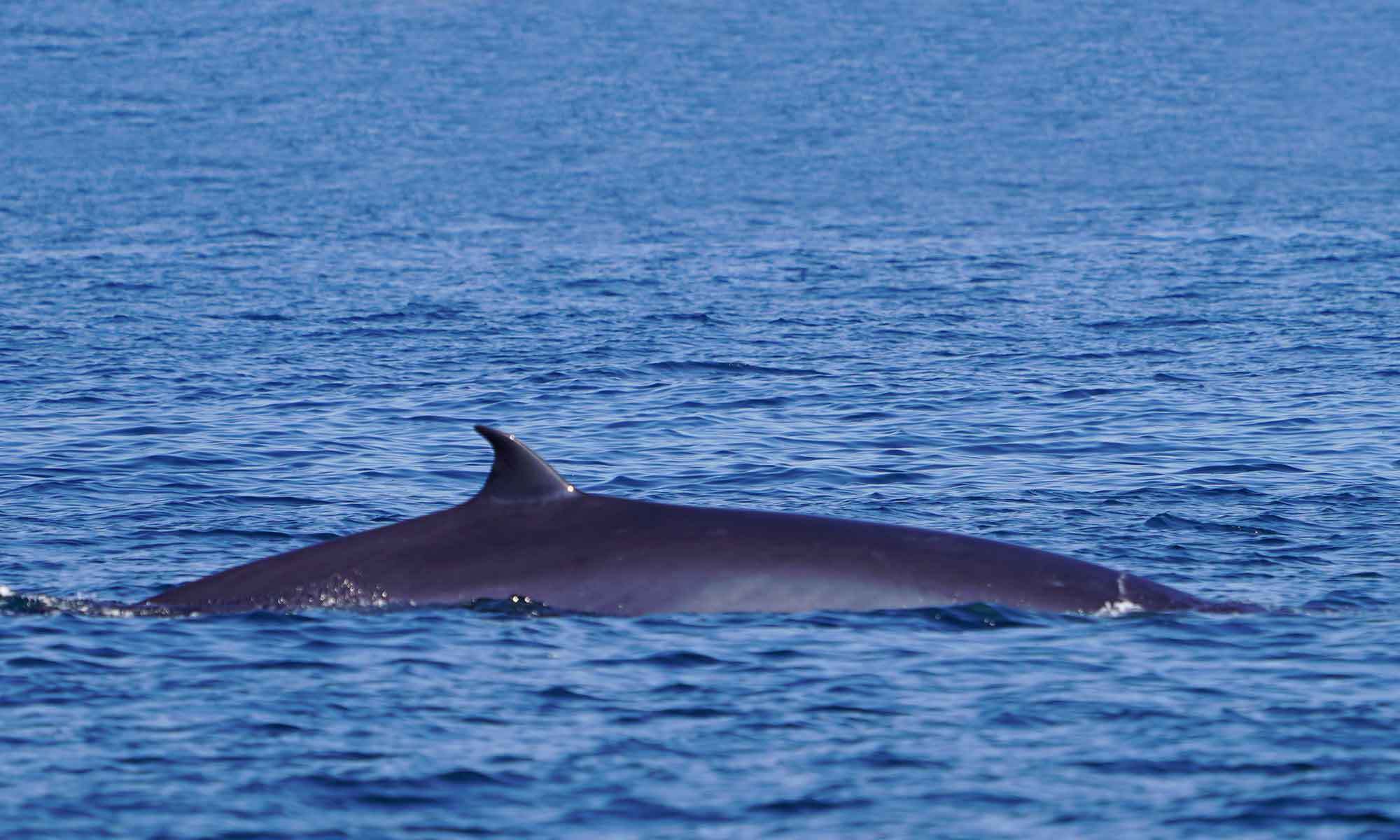 Bryde's whales are the most common species of whale to see in Madeira during the summer months.