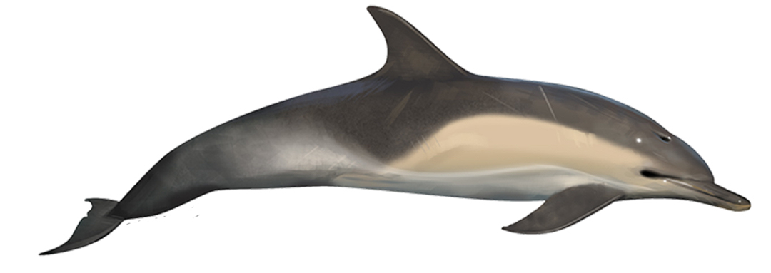 The Common dolphin is an active and beautiful species of oceanic cetacean.