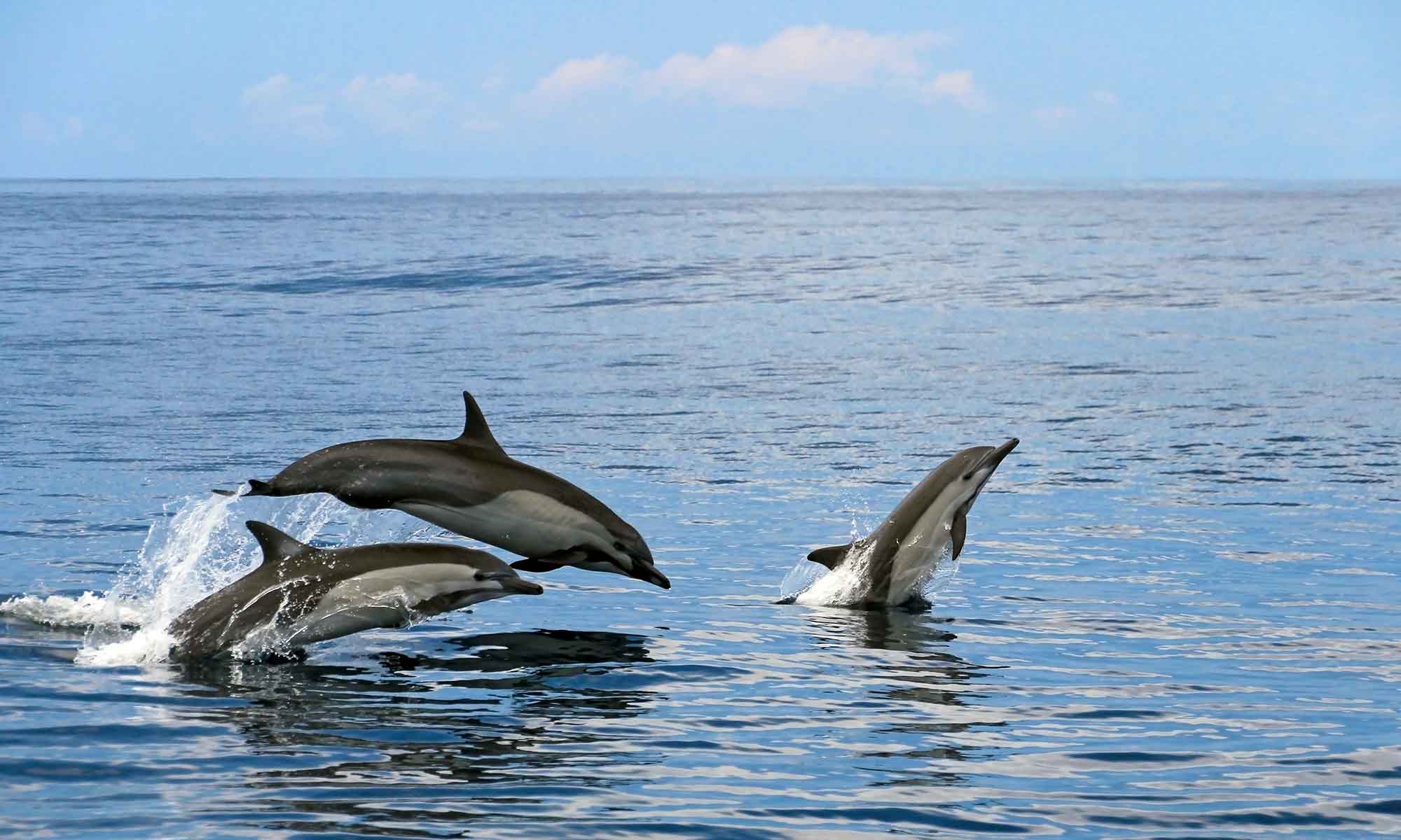 The Common dolphin is a frequent visitor to Madeira during the cooler winter months.