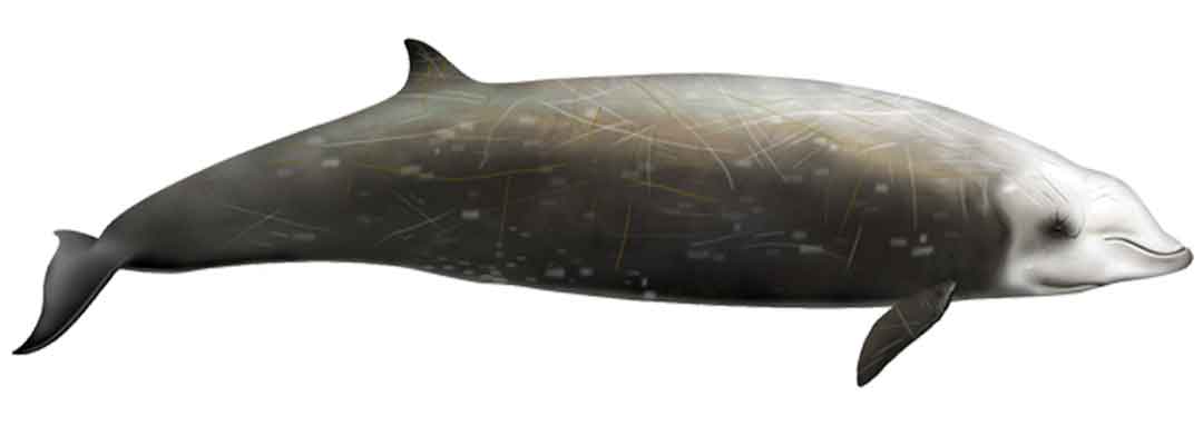 On Madeira dolphin and whale watching tours the Cuvier's Beaked whale can be rarely seen.