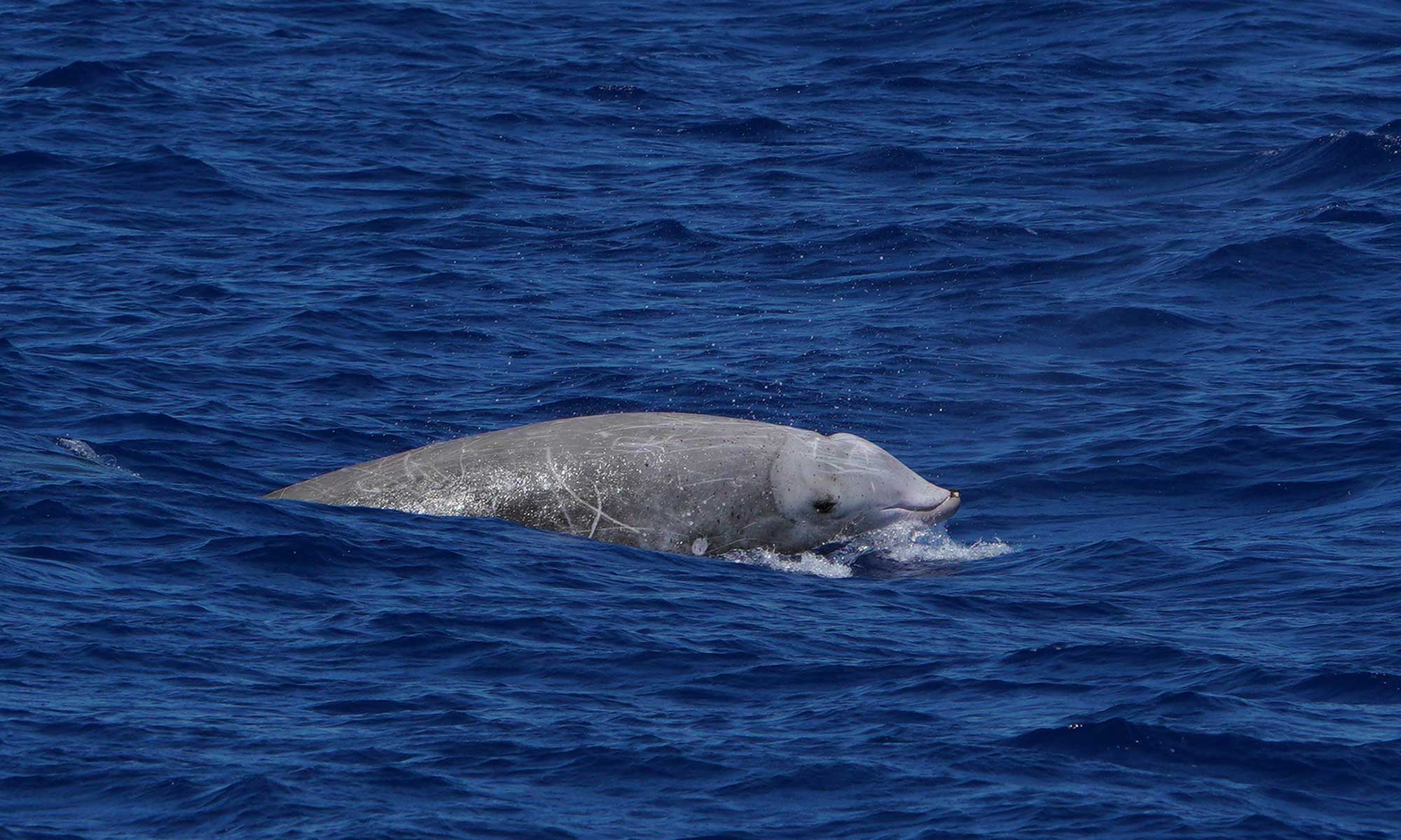 Cuvier's Beaked whales are a rarely seen deep diving cetacean.