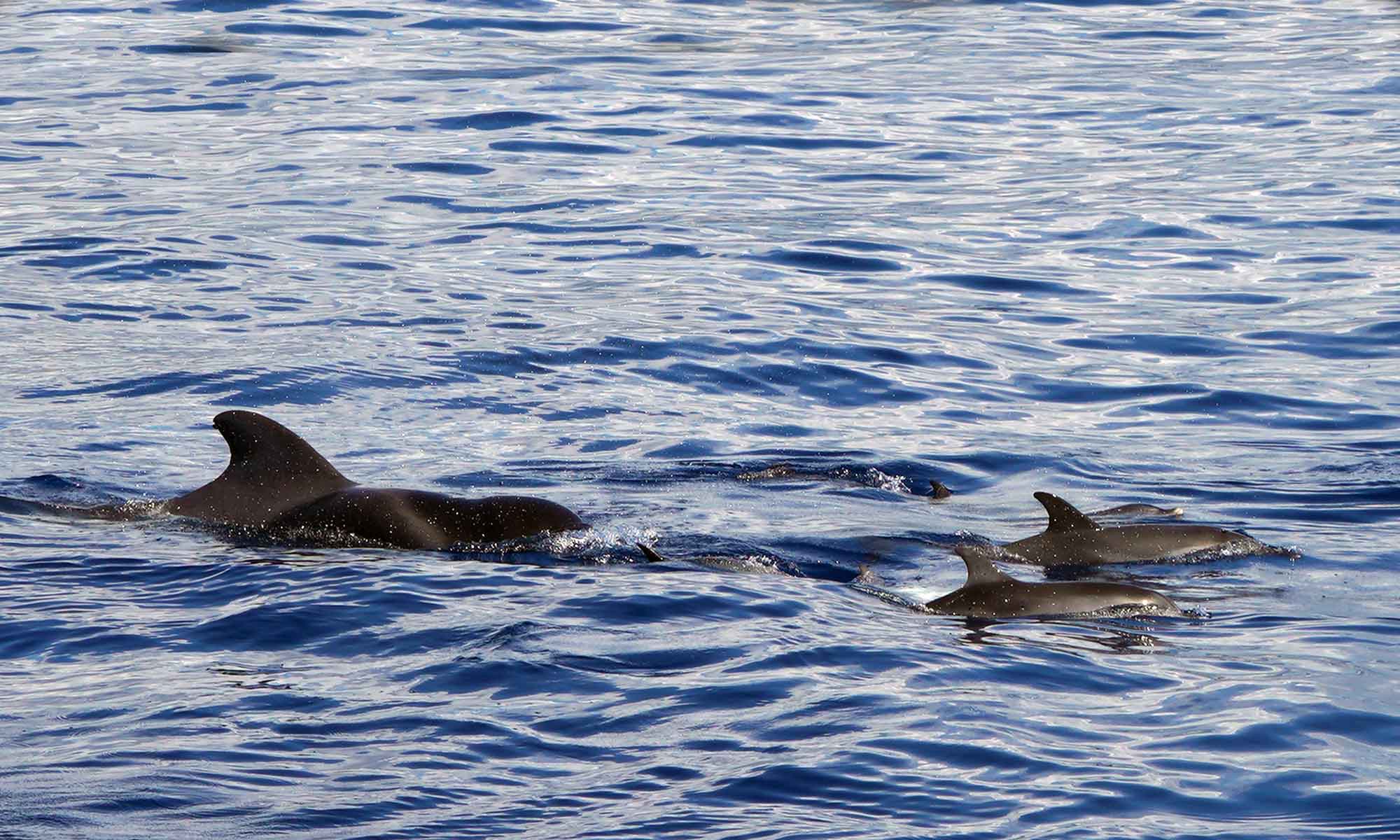 Pilot whales mixing with Spotted dolphins was a rare and beautiful sighting.