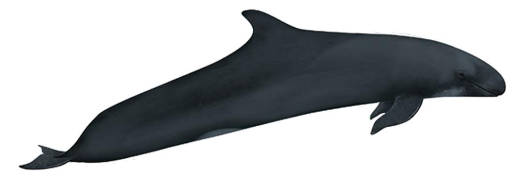 The False Killer whale is an oceanic species seen irregularly around the island of Madeira.