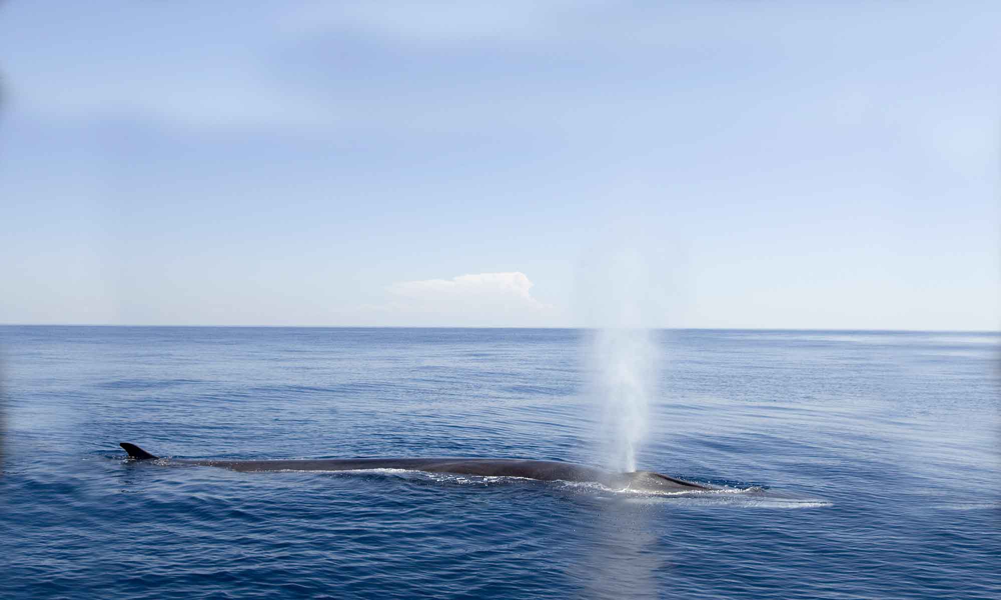 The Fin whale is typically seen during the spring, around March, in Madeira.