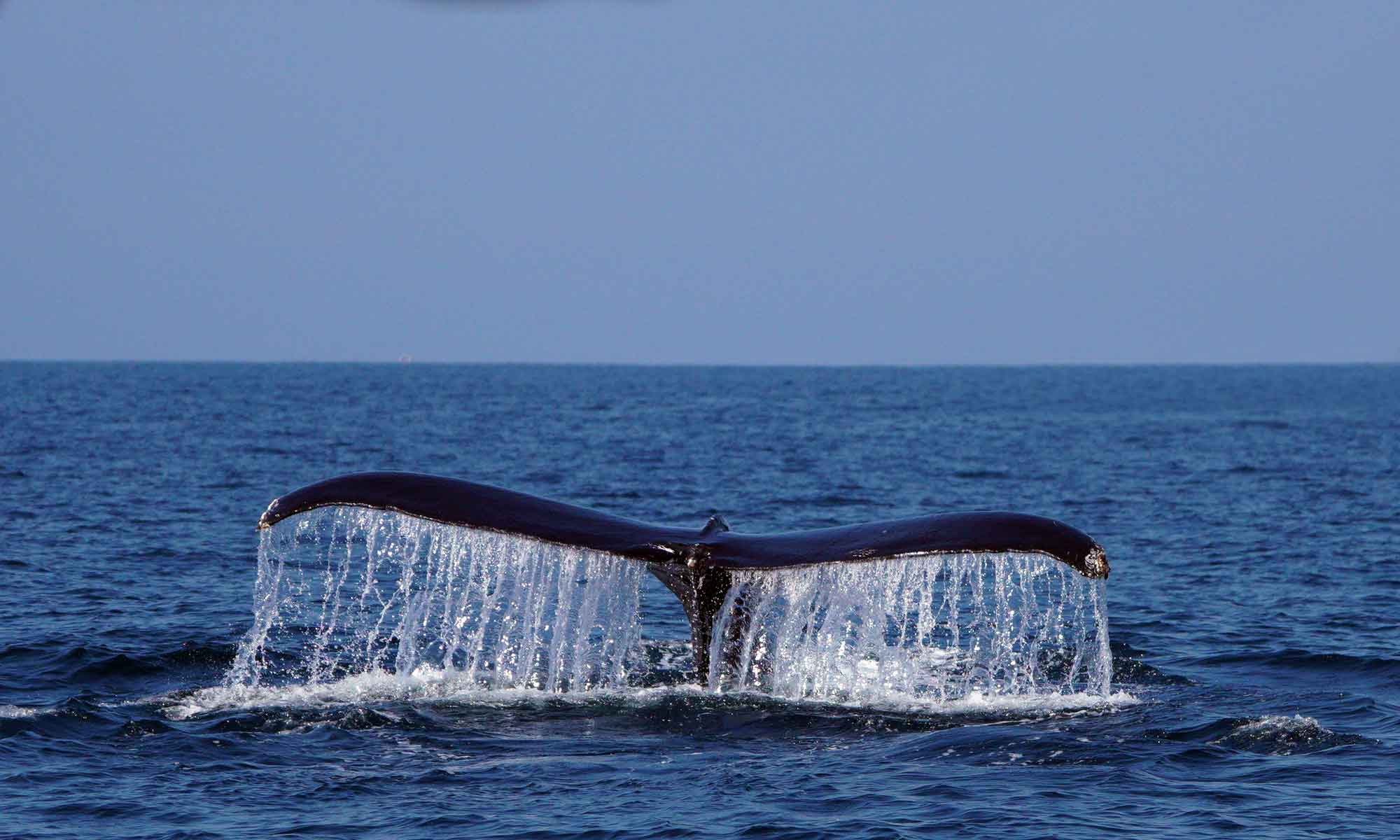 Humpback whales are rarely seen on dolphin and whale watching tours from Funchal, Madeira.