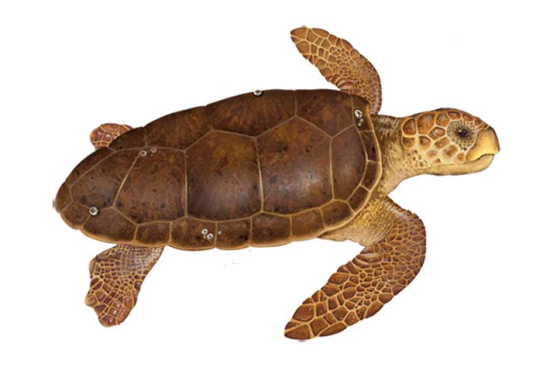 The most common sea turtle species encountered in Madeira i the Loggerhead sea turtle.