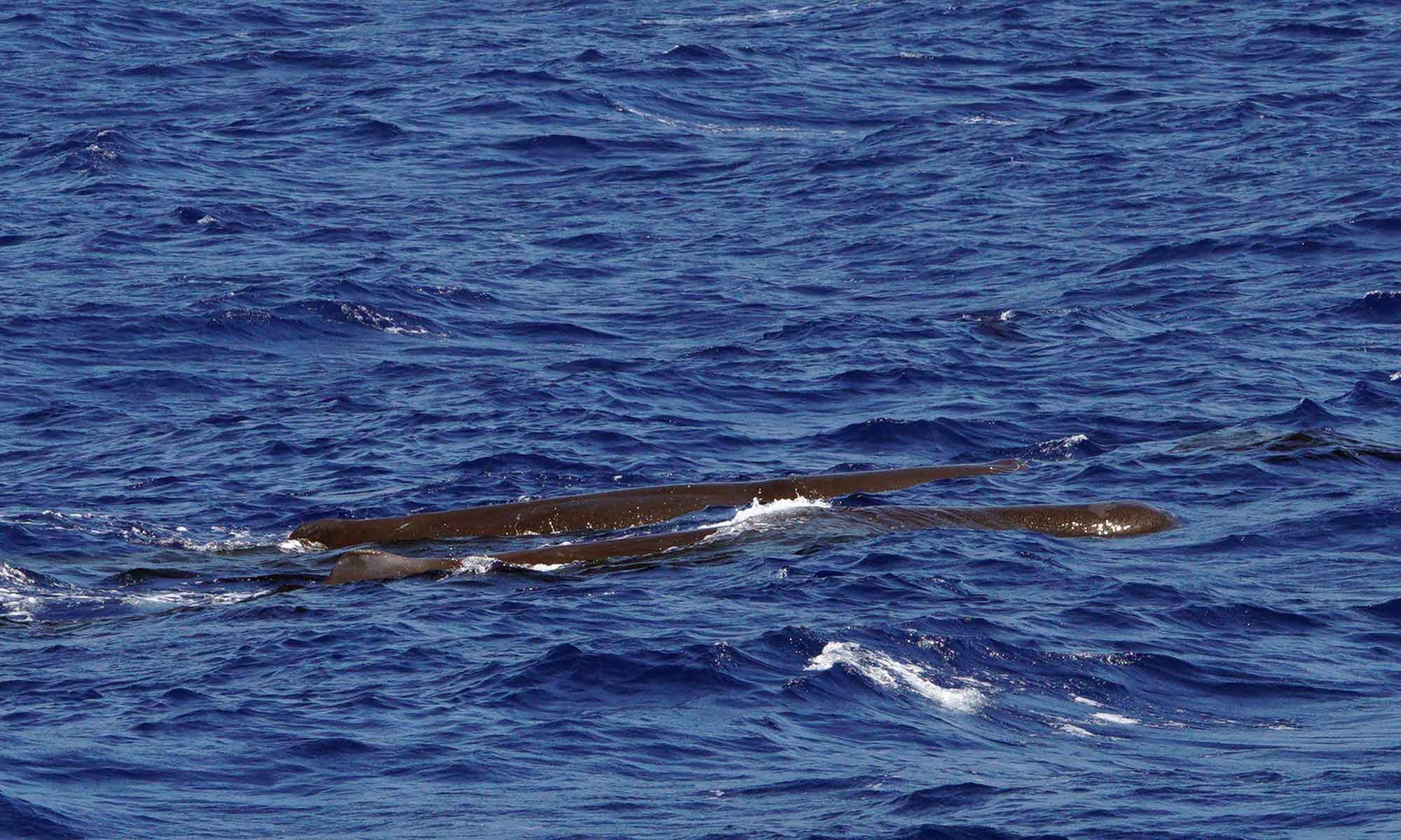 Sperm whales were more abundant on our whale watching tours during October.