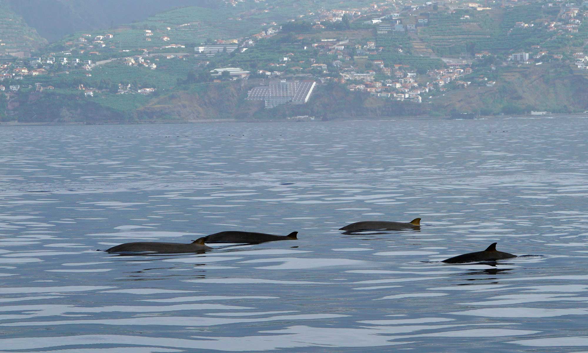 Madeira whale watching August 2023 included 9 different species of cetaceans.