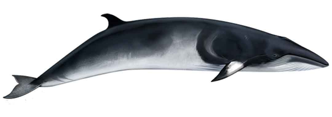 The Common Minke whale is a rare sight on our dolphin and whale watching tours from Funchal.