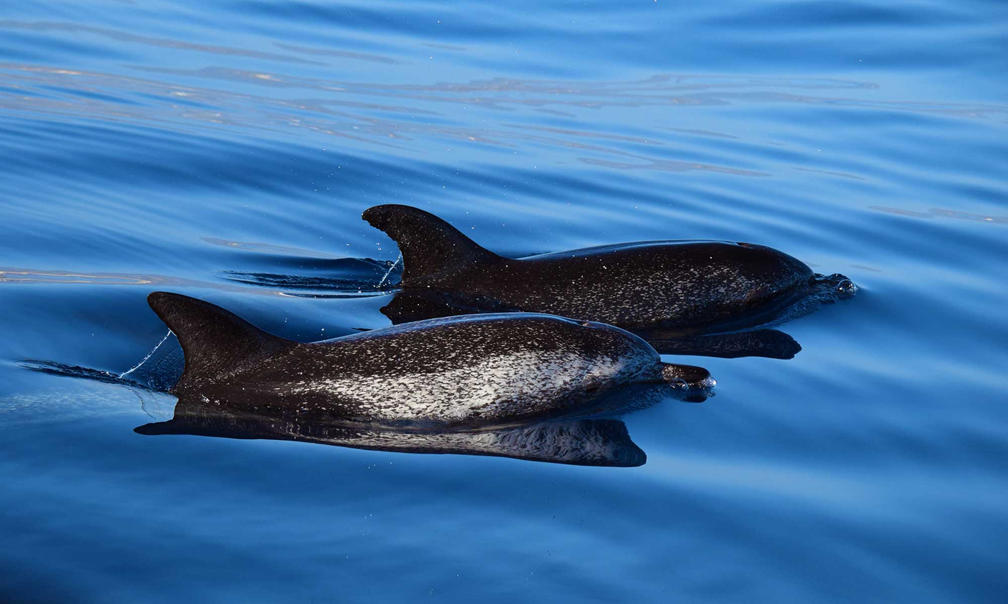 Spotted dolphins were often encountered during October whale watching tours from Funchal.