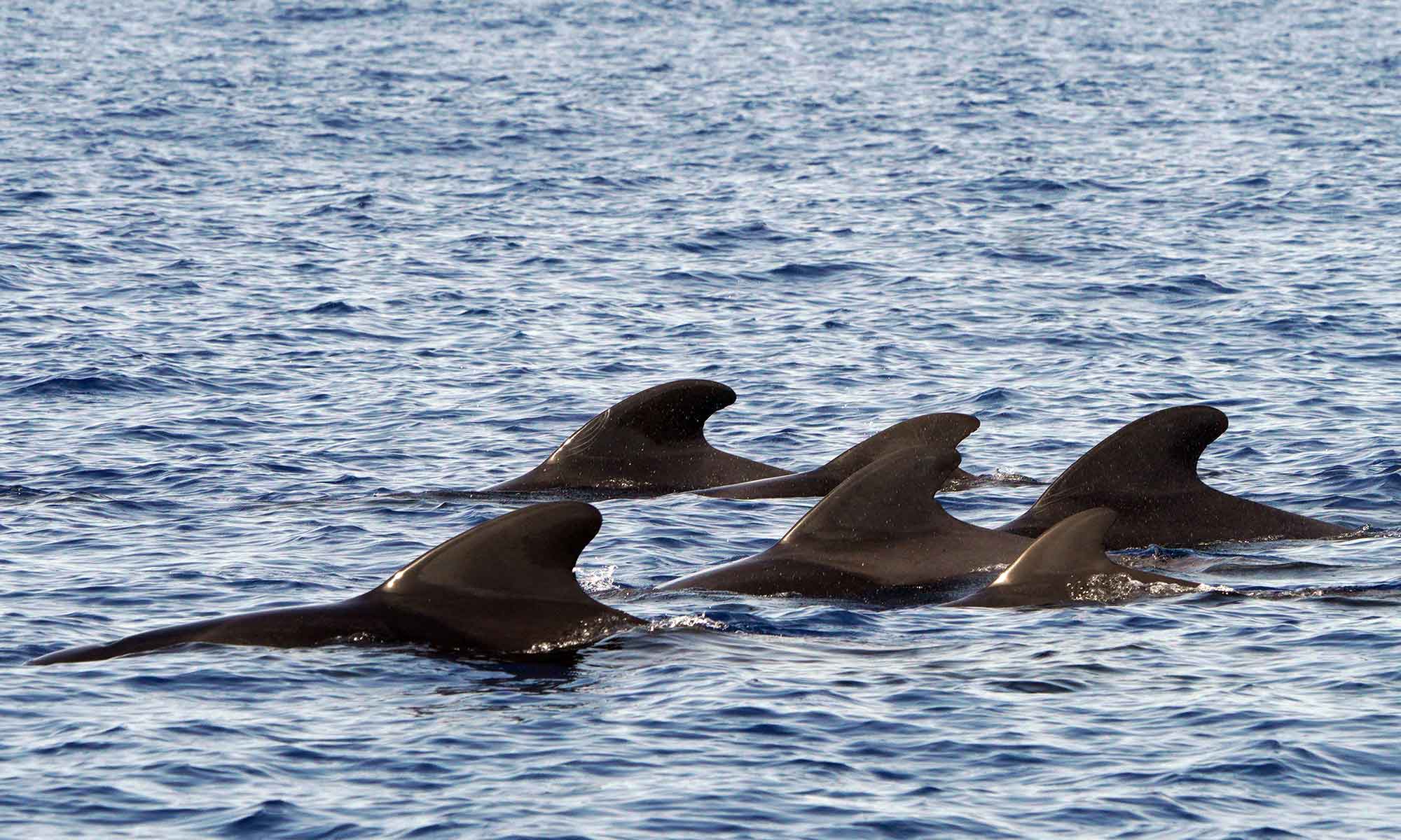 October was a great month to see large groups of Pilot whales in Madeira.
