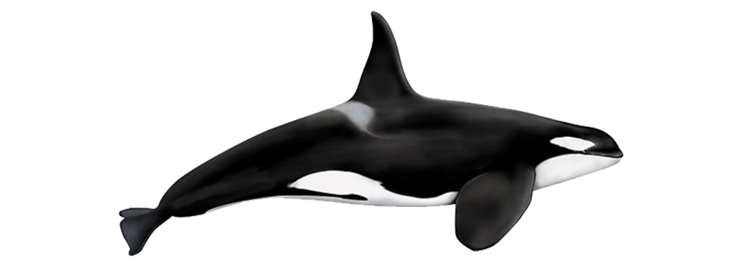 The Orca is a very rarely seen species on our dolphin and whale watching tours.