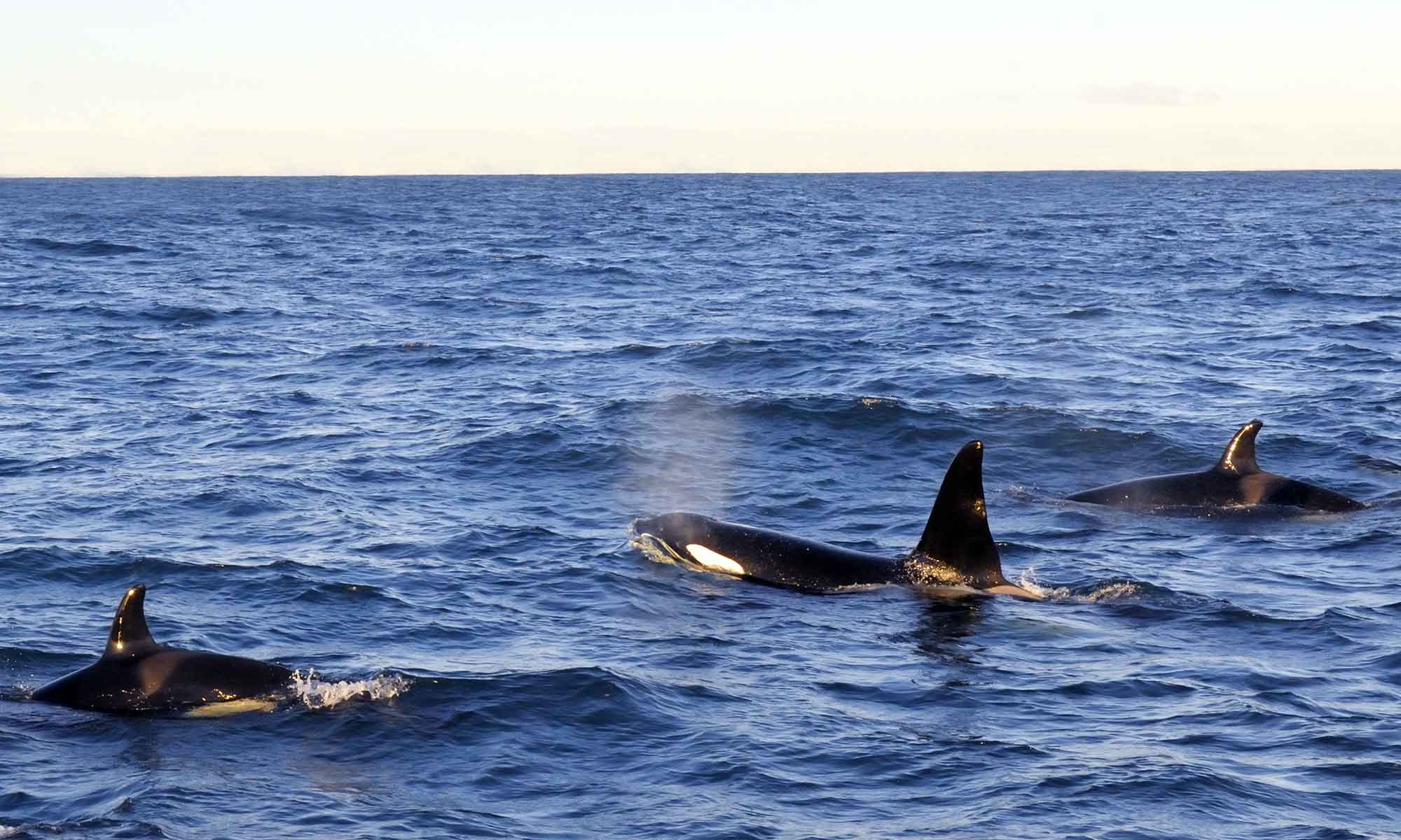The Orca or Killer whale is an oceanic dolphin species rarely seen on Madeira whale watching tours.