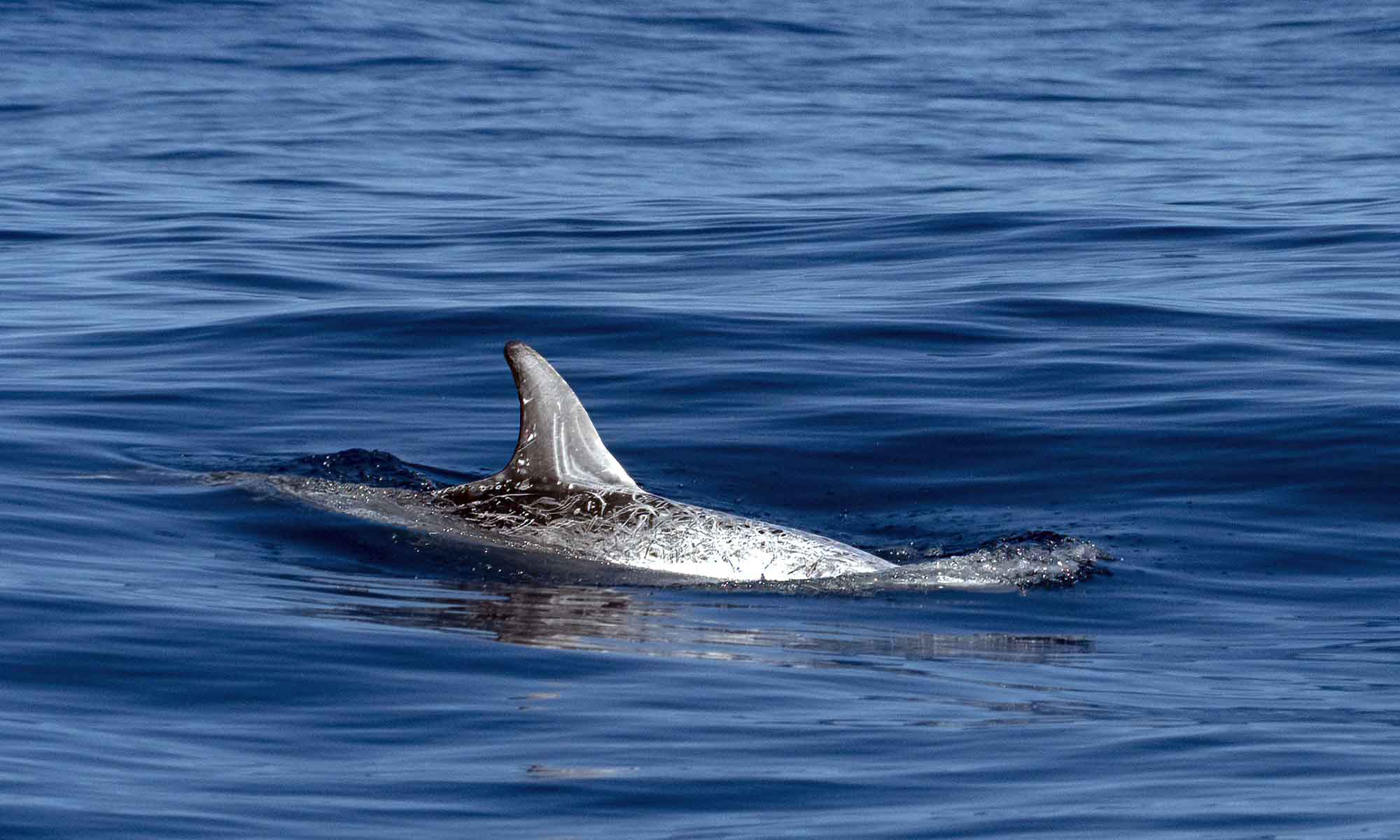 Risso's dolphins are infrequently observed dolphin species in Madeira.