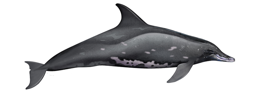 Info about Rough-toothed dolphins, a tropical cetacean species rarely seen around Madeira.