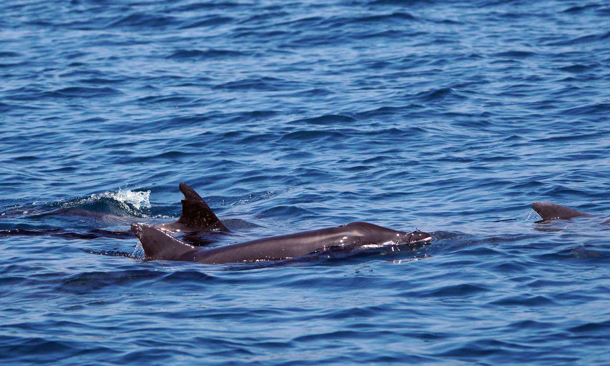 Rough-toothed dolphins are a summer season visitor to Madeira, when the ocean is warmer.