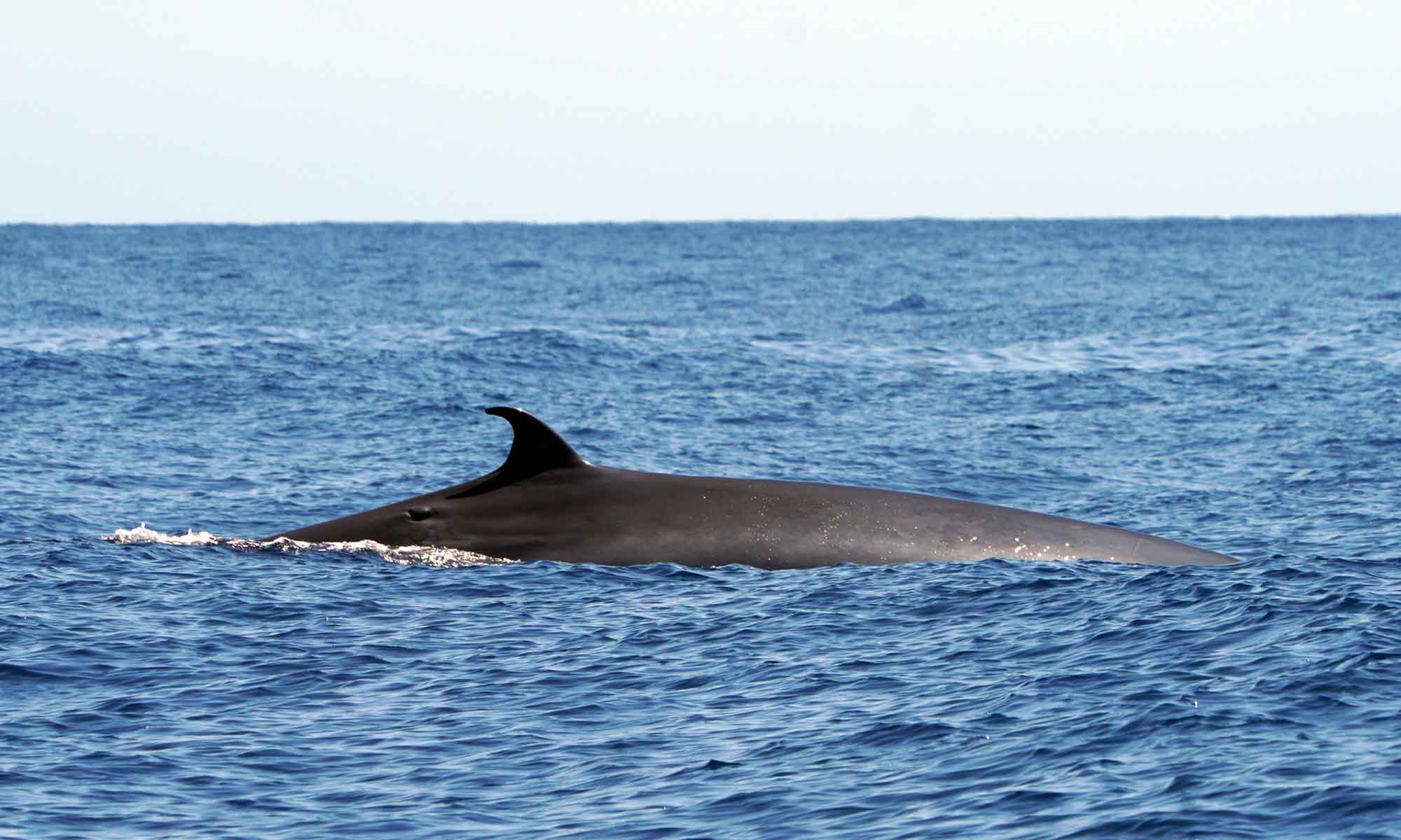 The Sei whale is a large baleen whale that can be seen offshore of Funchal, Madeira.