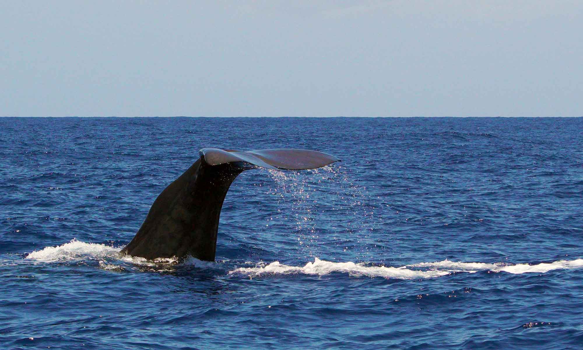 Many Madeira dolphin and whale watching tours saw the famous Sperm whales.