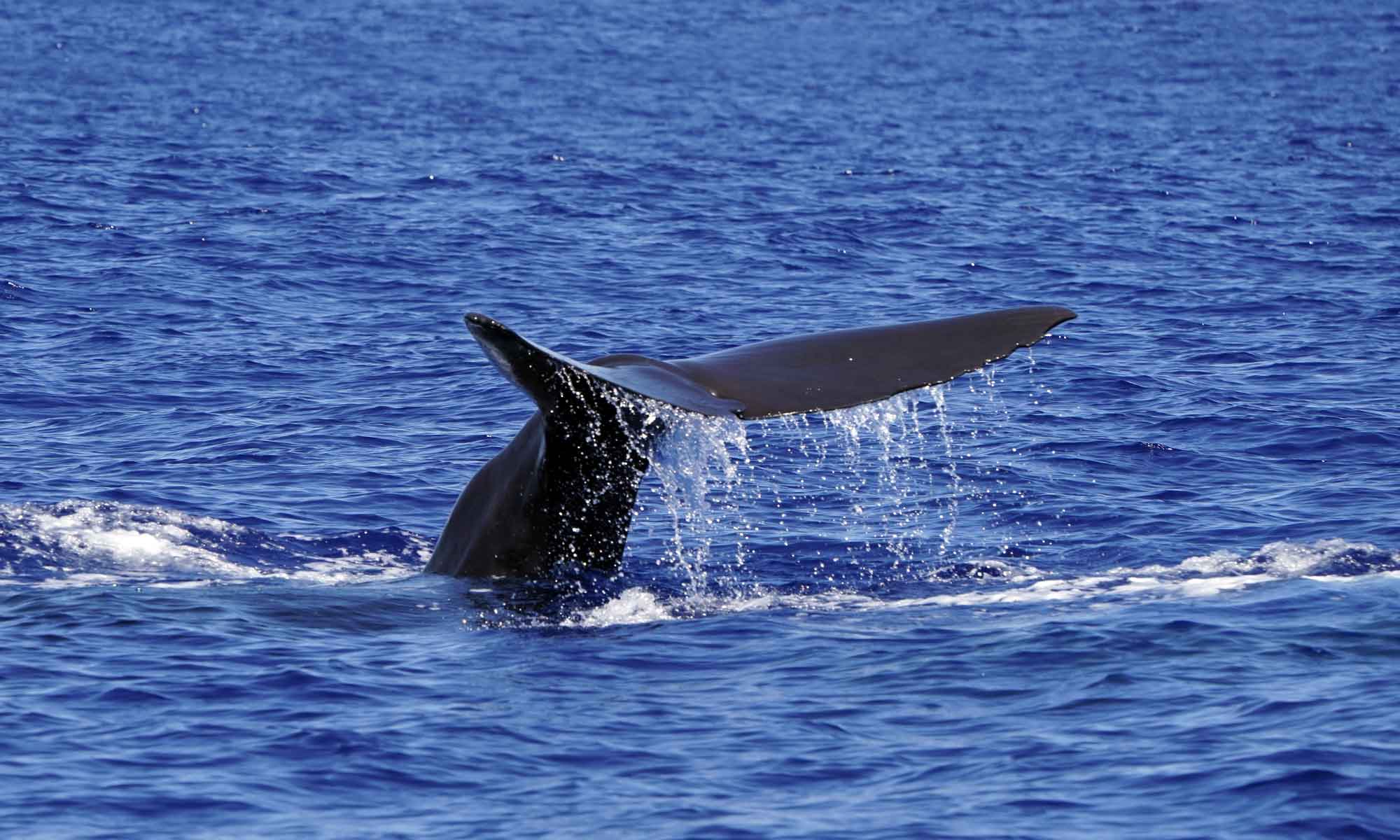 The Sperm whales are a migratory species that is often seen around the island of Madeira.