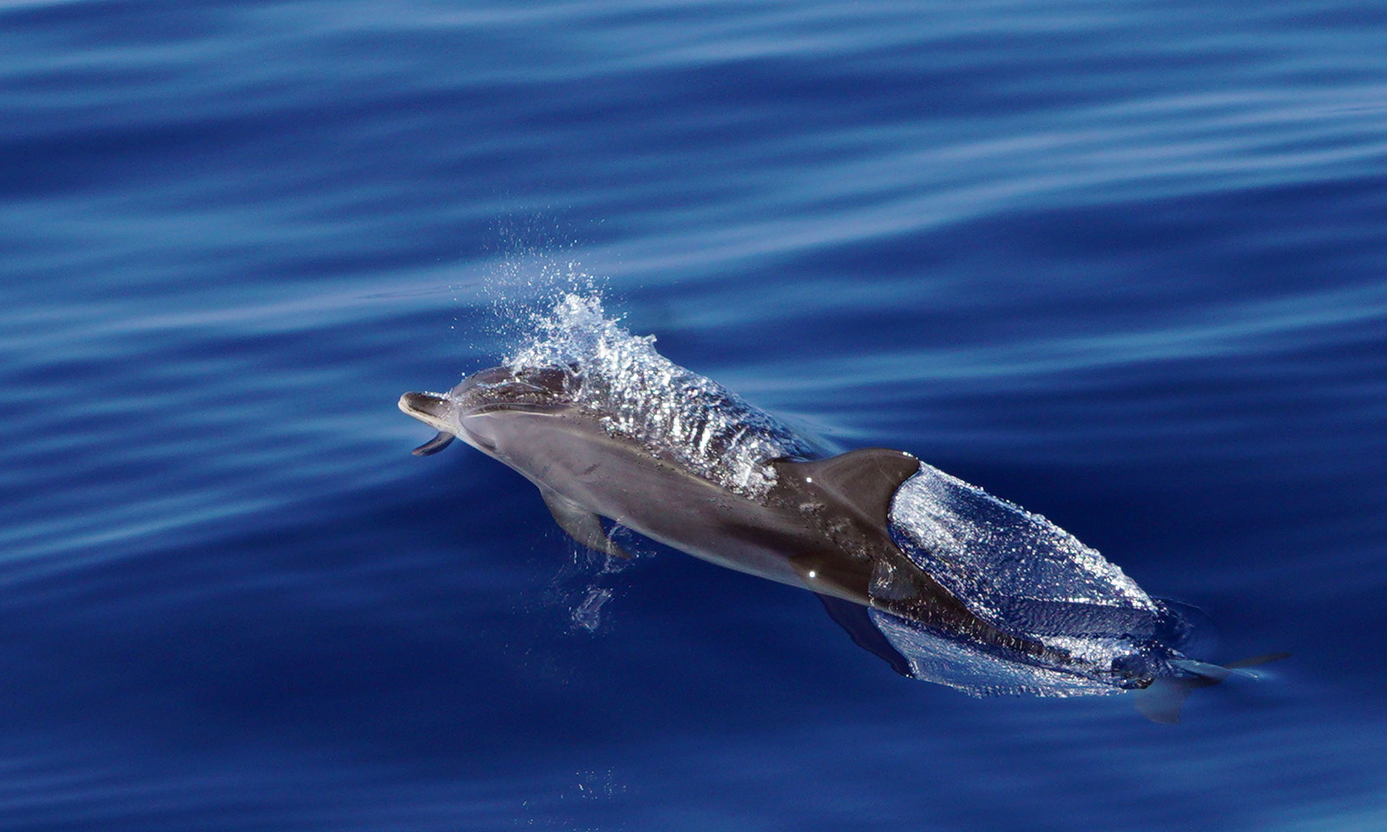 During the month of August we saw many pods of Spotted dolphins.