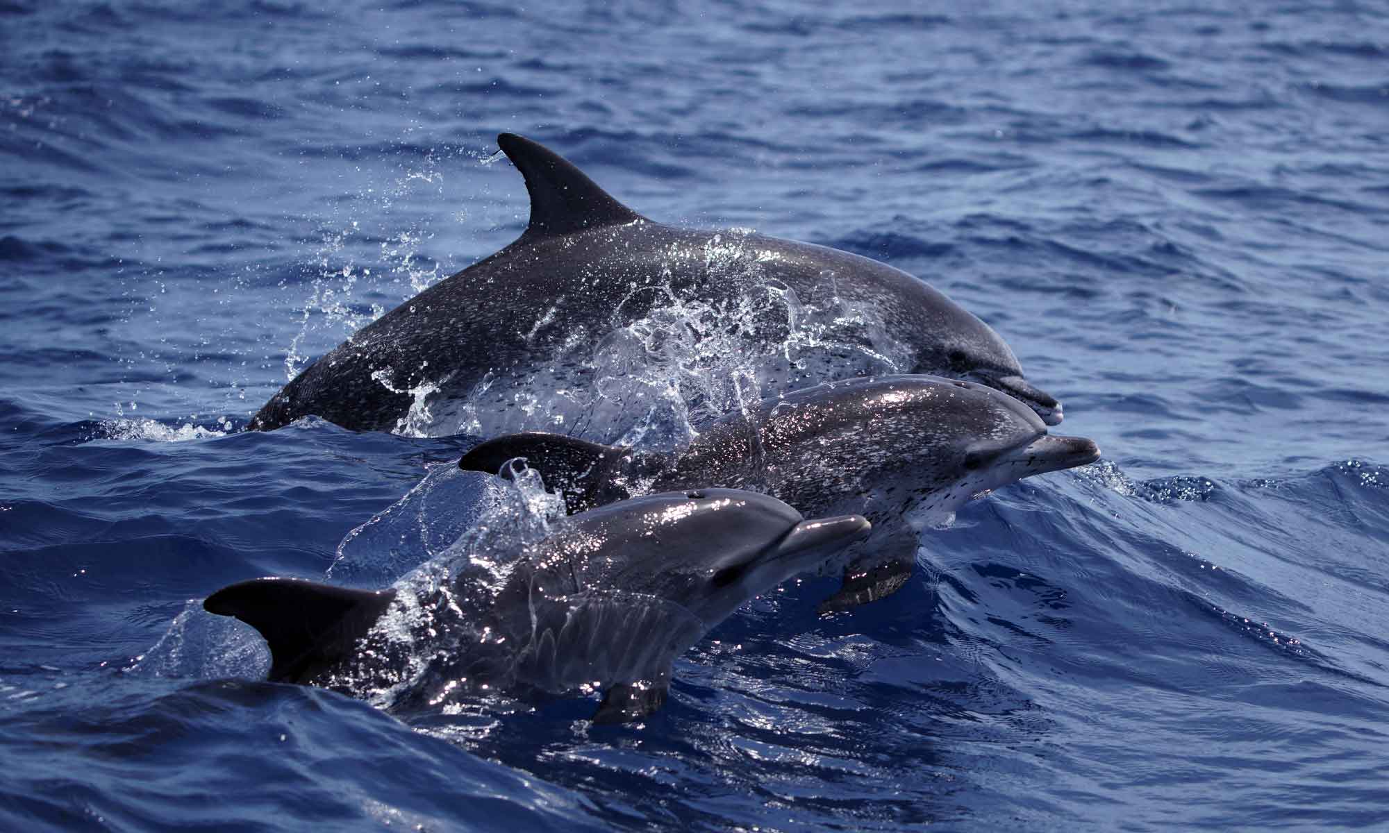 The Atlantic Spotted dolphin is a seasonal visitor to Madeira and common during the summer months.